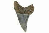 Rare, Fossil Mackerel Shark (Parotodus) Tooth - North Carolina #182695-1